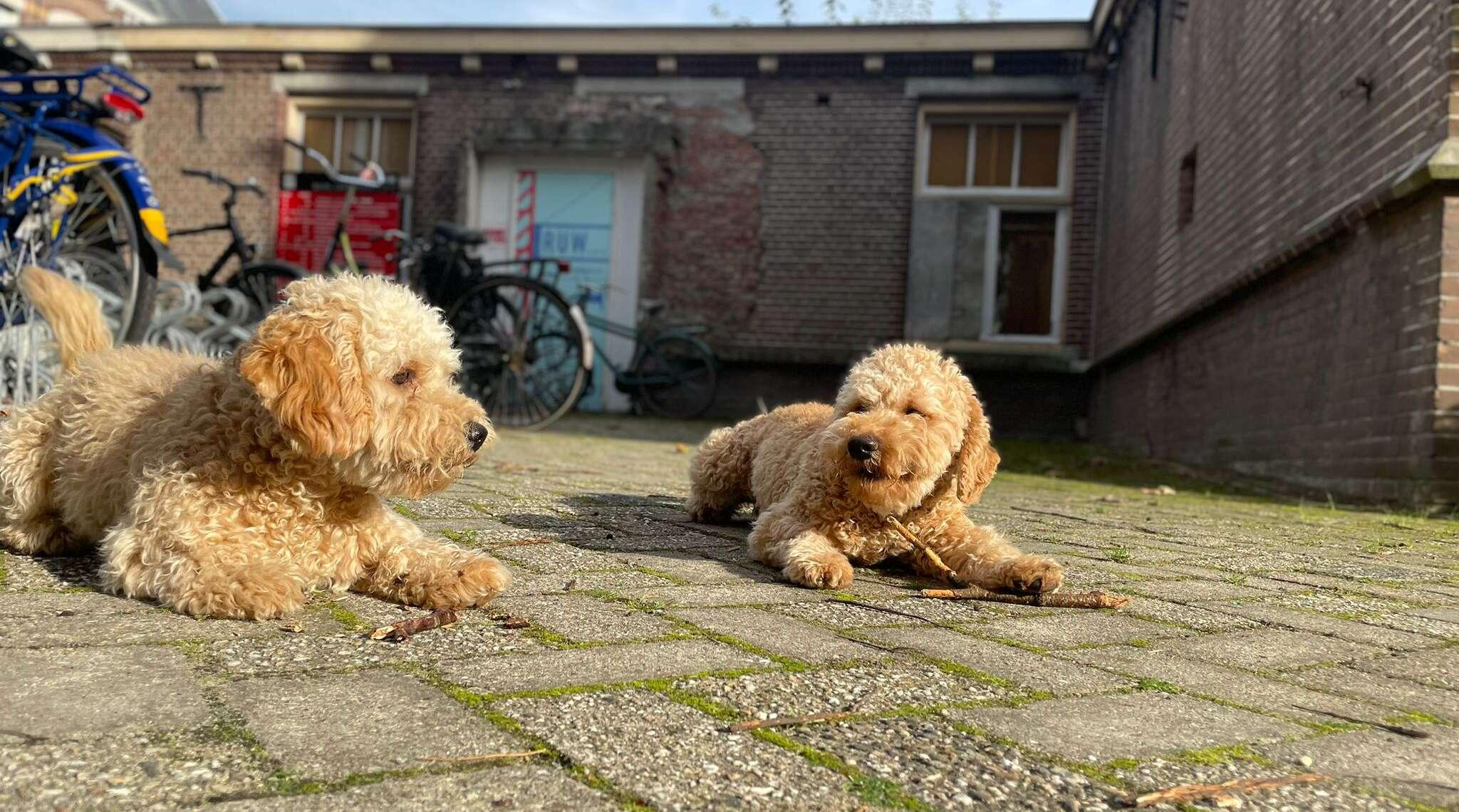 4 oktober: Dierendag vieren in Den Bosch