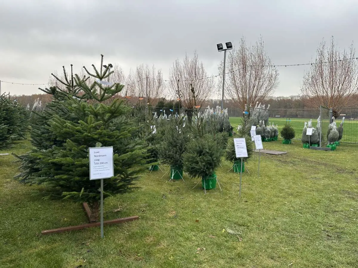 Joris verkoopt bomen, decoraties en nog veel meer Joris verkoopt bomen, decoraties en nog veel meer – 7x een echte kerstboom kopen in en rondom Den Bosch (foto 1 van 2)