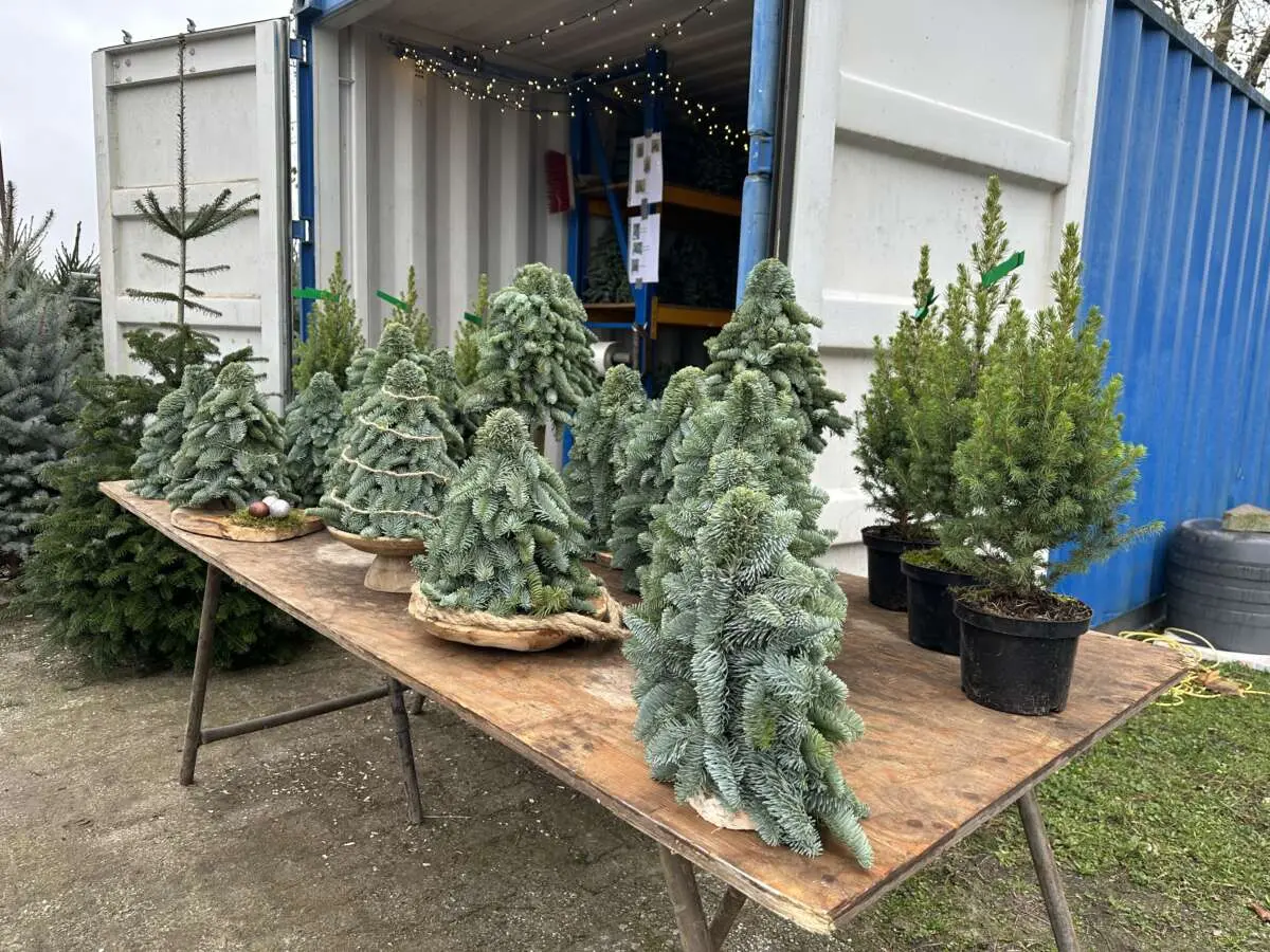 Twee kerstbomenhandelaren aan de rotonde bij Rosmalen Twee kerstbomenhandelaren aan de rotonde bij Rosmalen – 7x een echte kerstboom kopen in en rondom Den Bosch (foto 1 van 2)