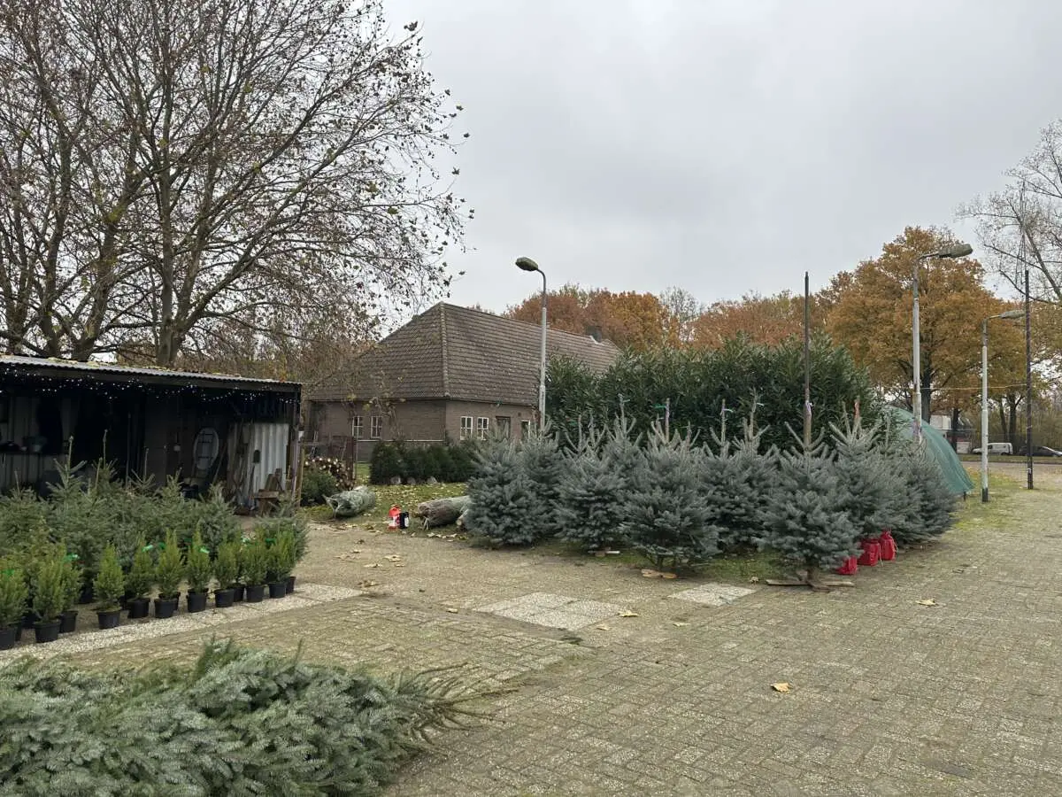 Twee kerstbomenhandelaren aan de rotonde bij Rosmalen Twee kerstbomenhandelaren aan de rotonde bij Rosmalen – 7x een echte kerstboom kopen in en rondom Den Bosch (foto 2 van 2)