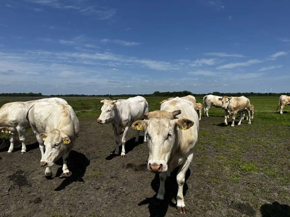 Boerderijwinkel De Gement: Weidevlees uit de Vughtse Gement Boerderijwinkel De Gement: Weidevlees uit de Vughtse Gement – Boerderijwinkels rondom Den Bosch (Deel II) (foto 2 van 2)