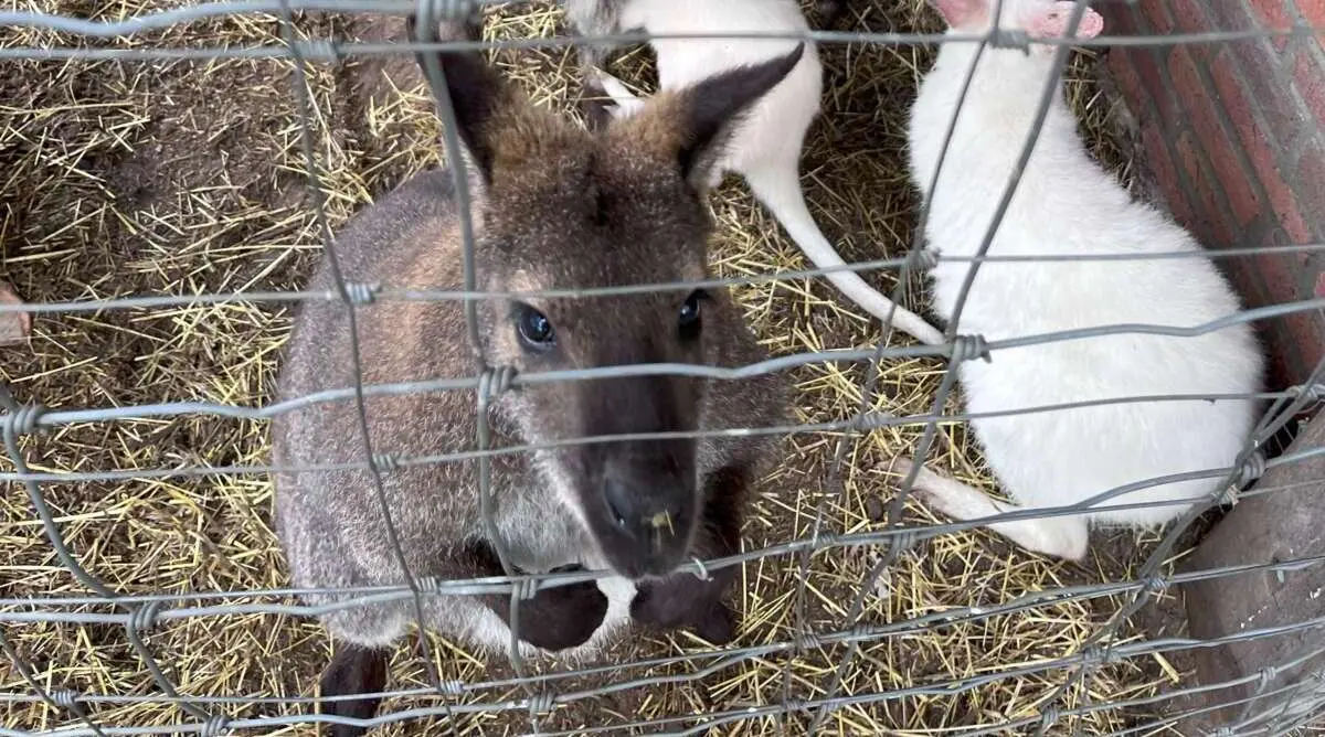 Kleinere dierenparken Kleinere dierenparken – De leukste kinderboerderijen van Den Bosch