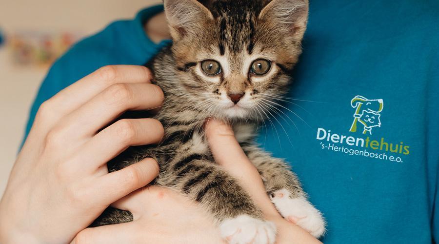 Dierentehuis Den Bosch: veilige haven voor dieren