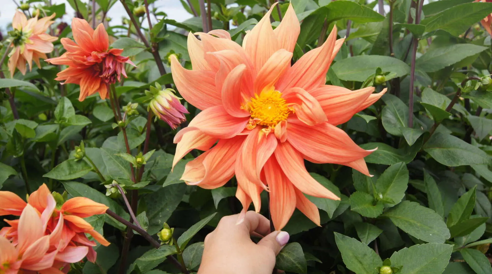Biologische bloemen van Fleurabeille Biologische bloemen van Fleurabeille – Dit zijn dé Bossche bloempluktuinen (of in de buurt van Den Bosch) (foto 1 van 2)