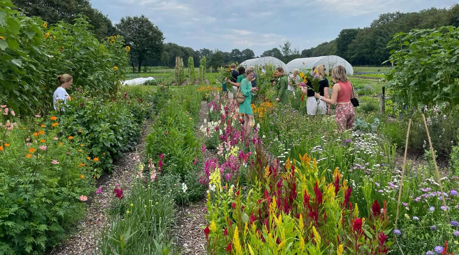 Bossche bloempluktuinen Bossche bloempluktuinen – Dit zijn dé Bossche bloempluktuinen (of in de buurt van Den Bosch) (foto 1 van 2)