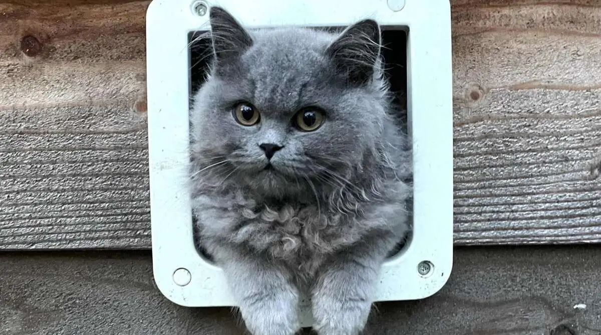 Katshuisch: hét feel‑good huis voor katten met een rugzakje Katshuisch: hét feel‑good huis voor katten met een rugzakje, Den Bosch
