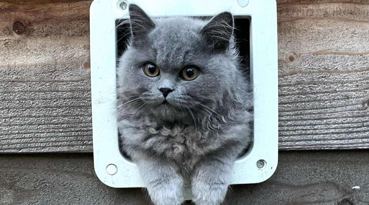 Katshuisch: hét feel‑good huis voor katten met een rugzakje