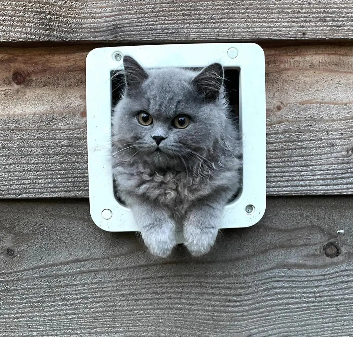Katshuisch Katshuisch – Katshuisch: hét feel‑good huis voor katten met een rugzakje, Den Bosch (foto 1 van 2)