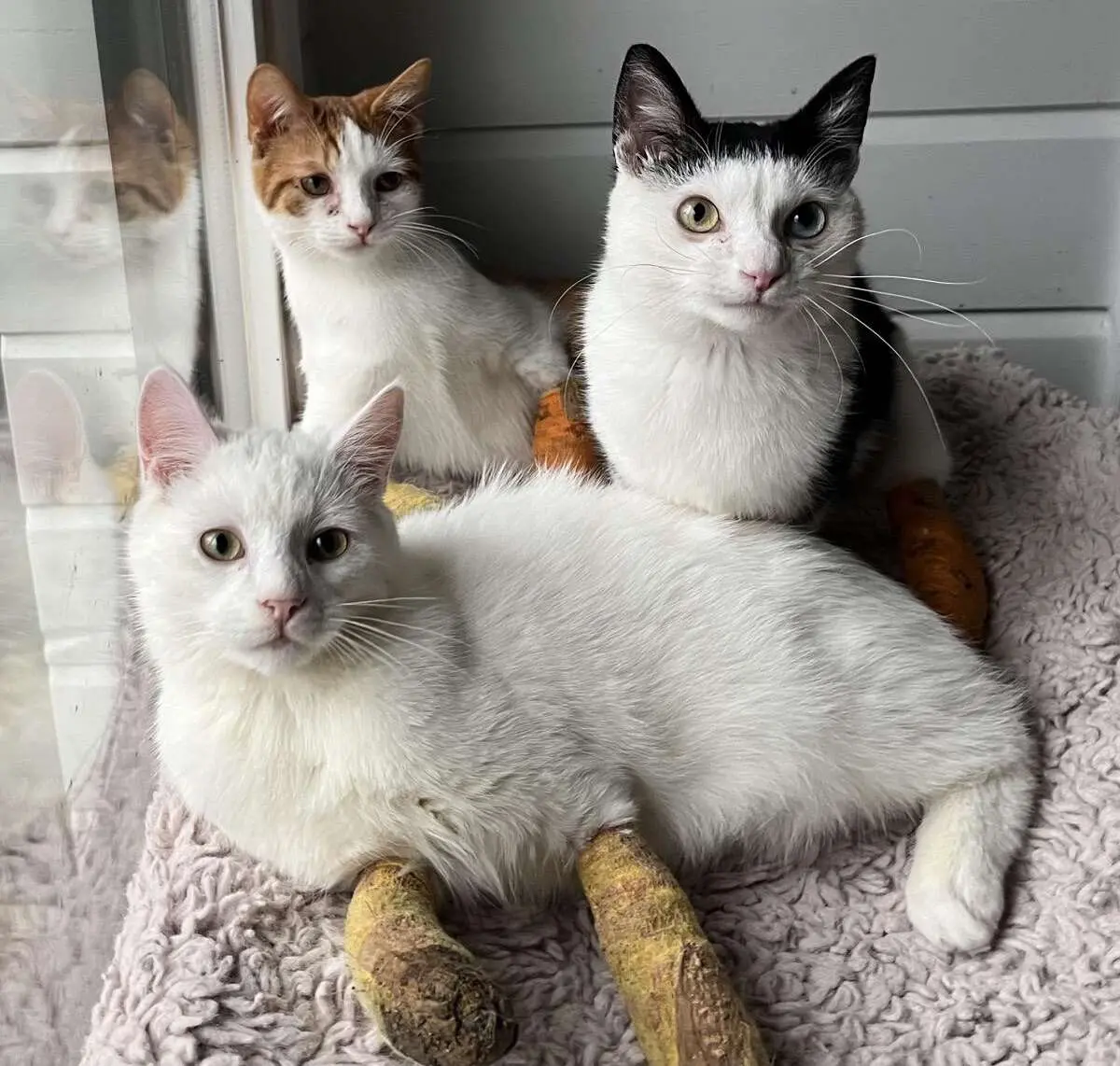 Katshuisch Katshuisch – Katshuisch: hét feel‑good huis voor katten met een rugzakje, Den Bosch (foto 2 van 2)