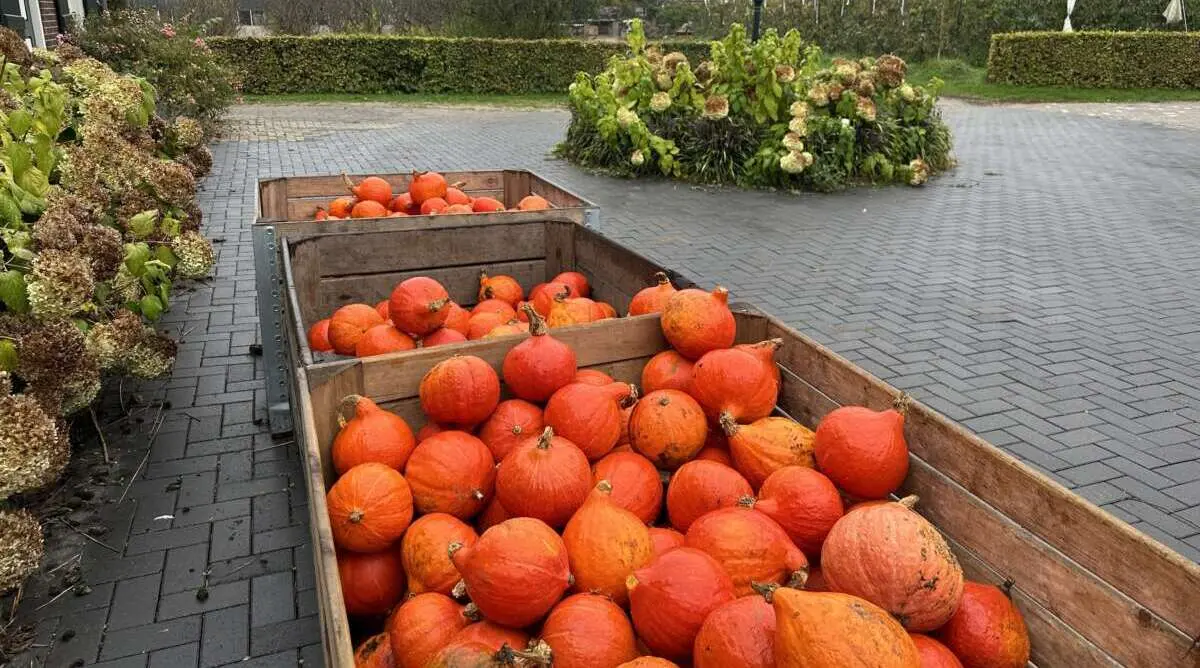 Ga samen op zoek naar de mooiste pompoen Ga samen op zoek naar de mooiste pompoen – De leukste herfstvakantie activiteiten voor jou en je kids, Den Bosch
