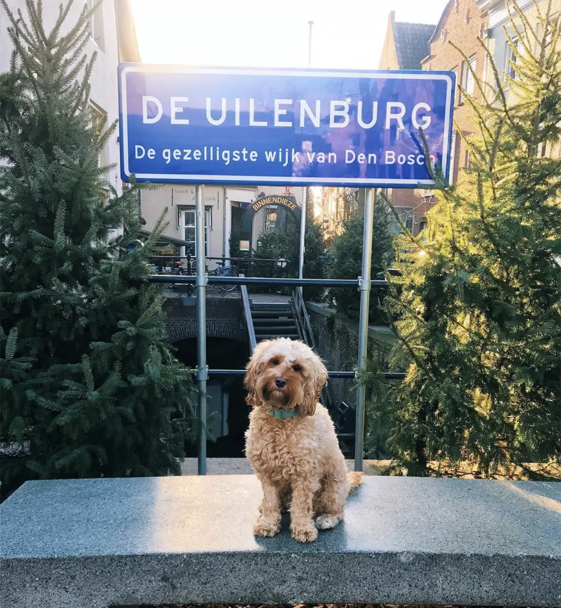 Met je hond op pad? In deze hondvriendelijke restaurants ben je welkom!