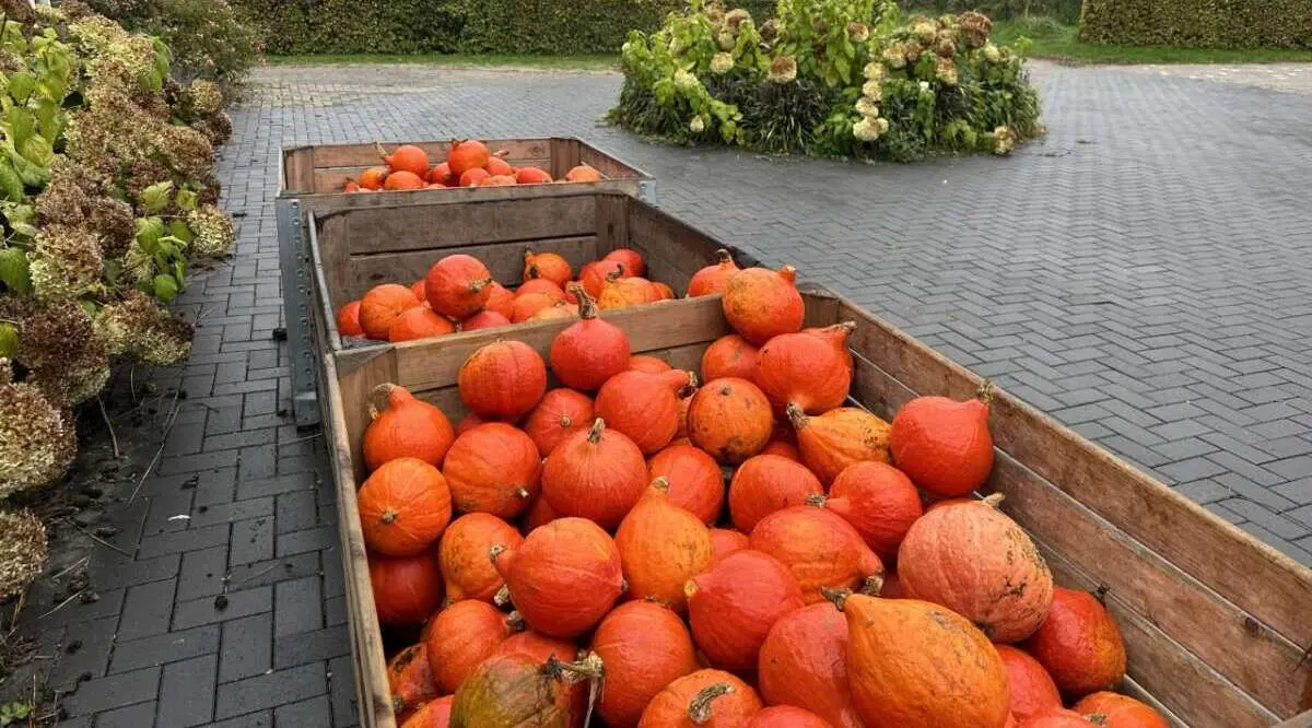 Boerderijwinkels rondom Den Bosch Boerderijwinkels rondom Den Bosch – Zo haal jij Halloween in huis!