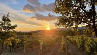 Time to Wine Den Bosch Toscane wijnveld zonsondergang