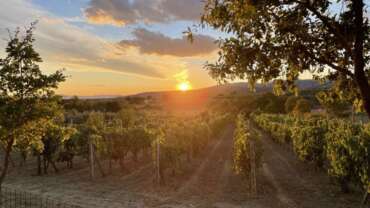 Time to Wine Den Bosch Toscane wijnveld zonsondergang