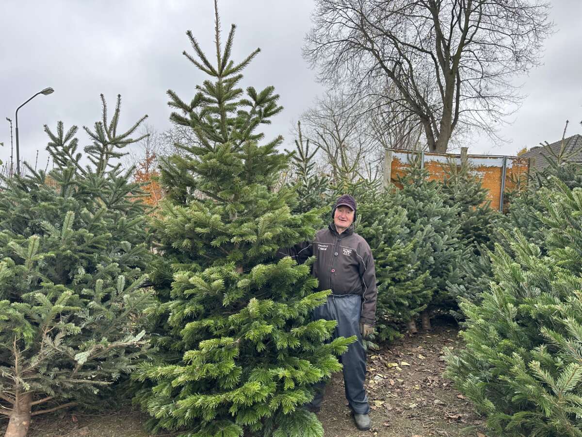 7X Een Echte Kerstboom Kopen In En Rondom Den Bosch - Den Bosch City