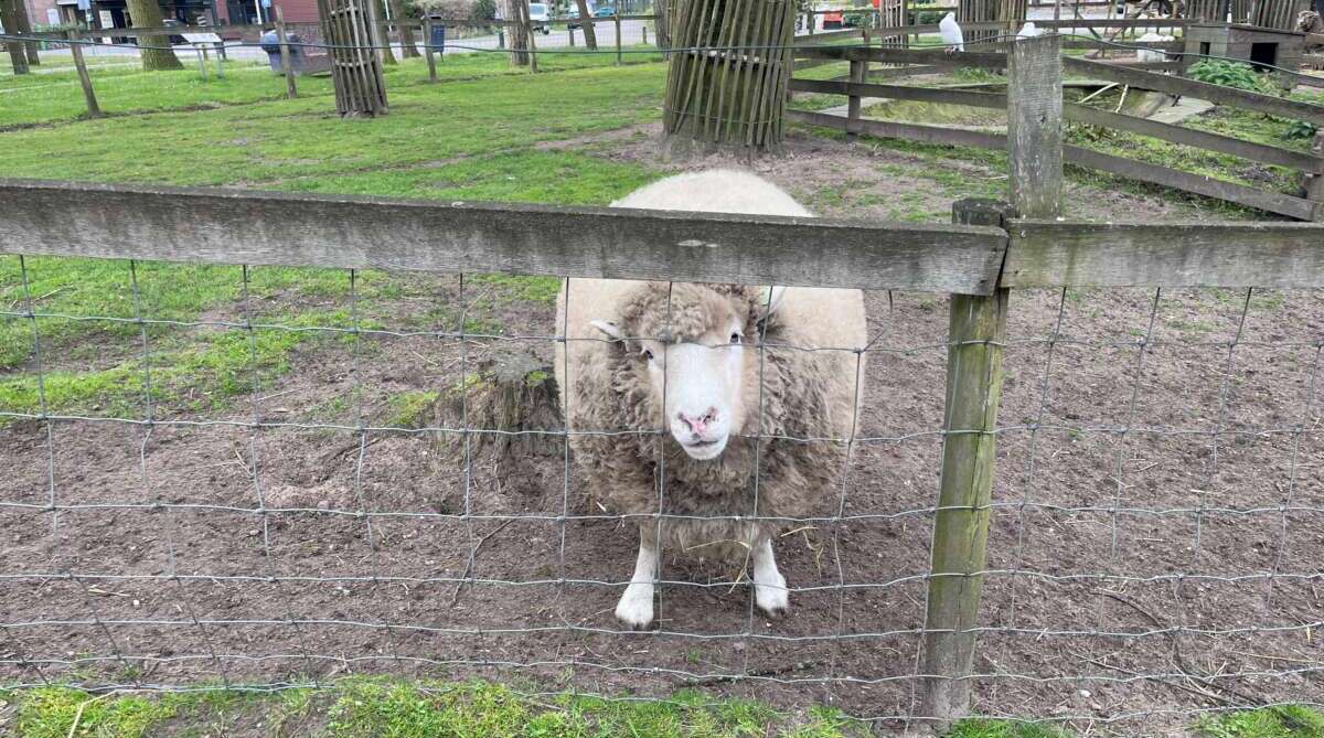 kinderboerderij maliskamp den bosch city schaap